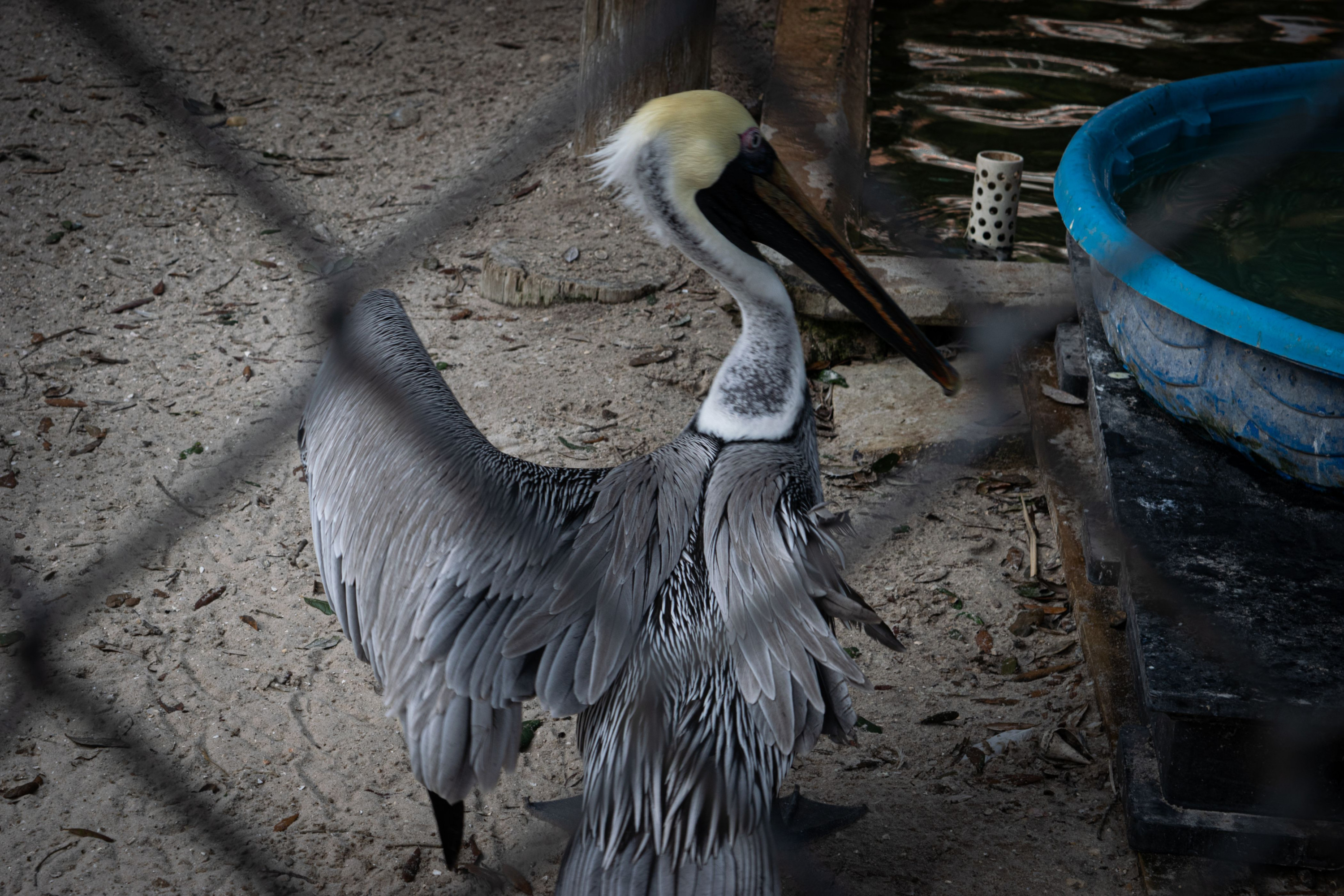 A permanent resident of the Seaside Seabird Sanctuary stretches its only wing.